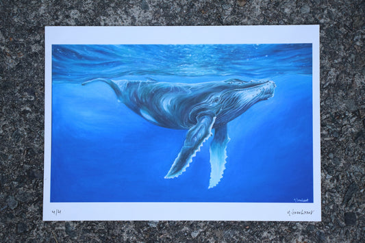 Humpback Whale - Quality Print (unmounted)