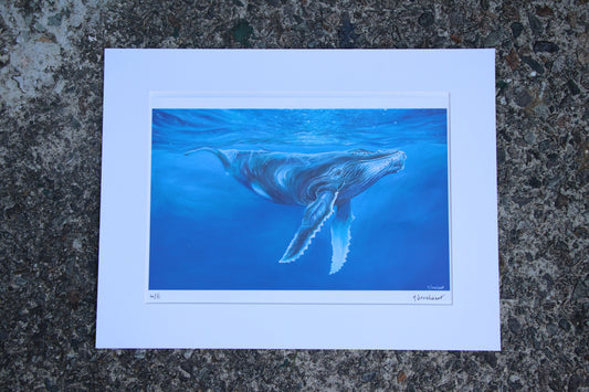 Humpback Whale - Large Mounted Print