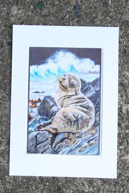 Sea Lion Pup - Large Mounted Print