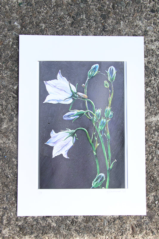 Bellflower - Large Mounted Print
