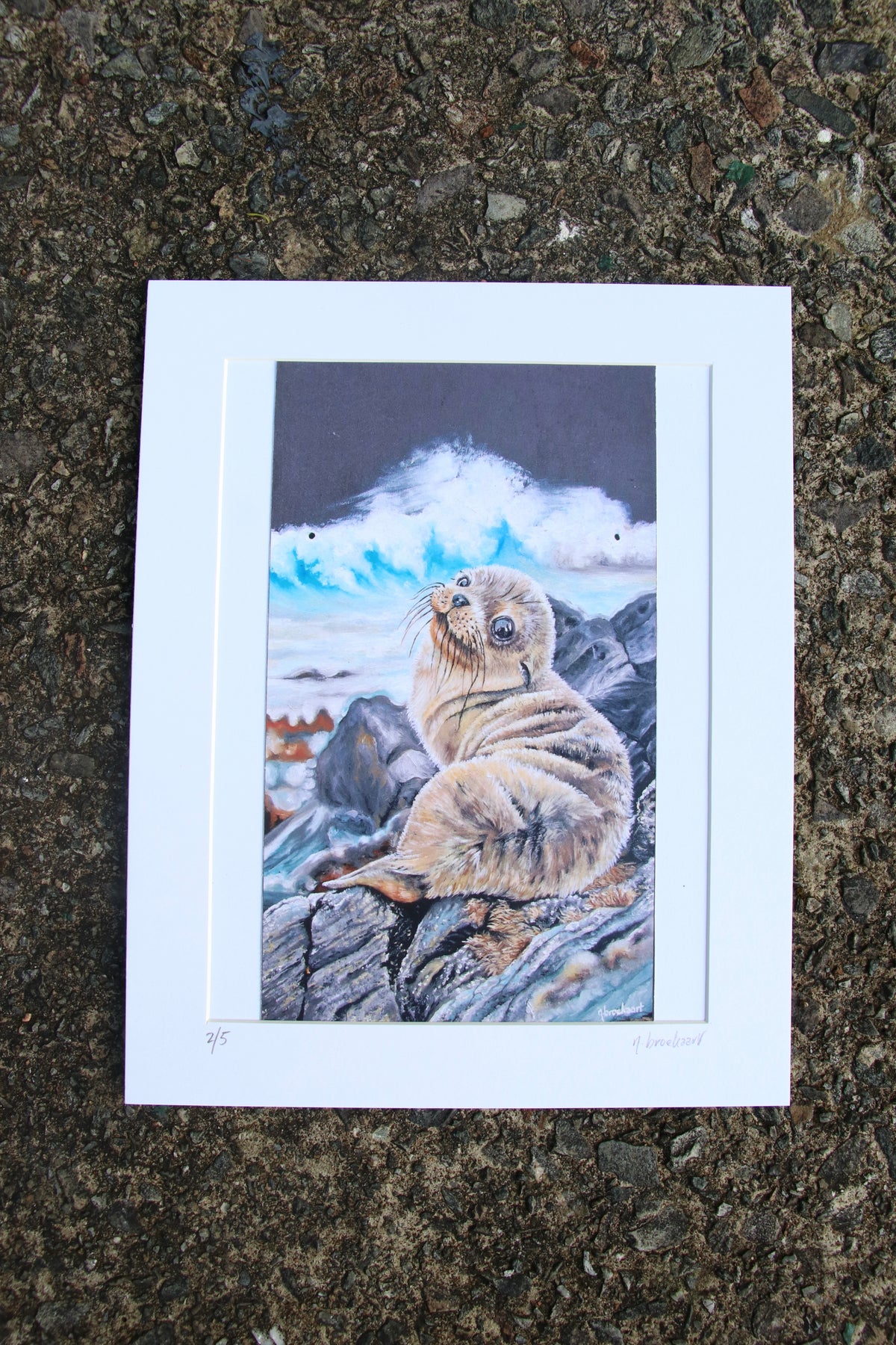 Sea Lion Pup - Small Mounted Print