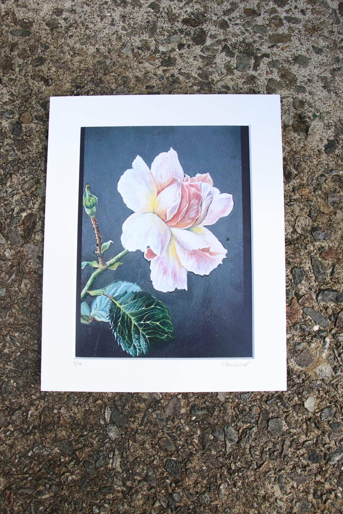Rose - Small Mounted Print
