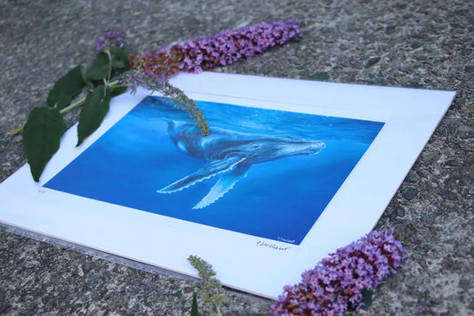Humpback Whale - Large Mounted Print