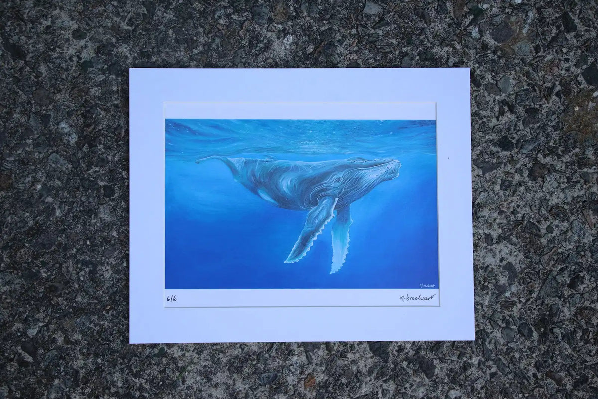 Humpback Whale - Small Mounted Print