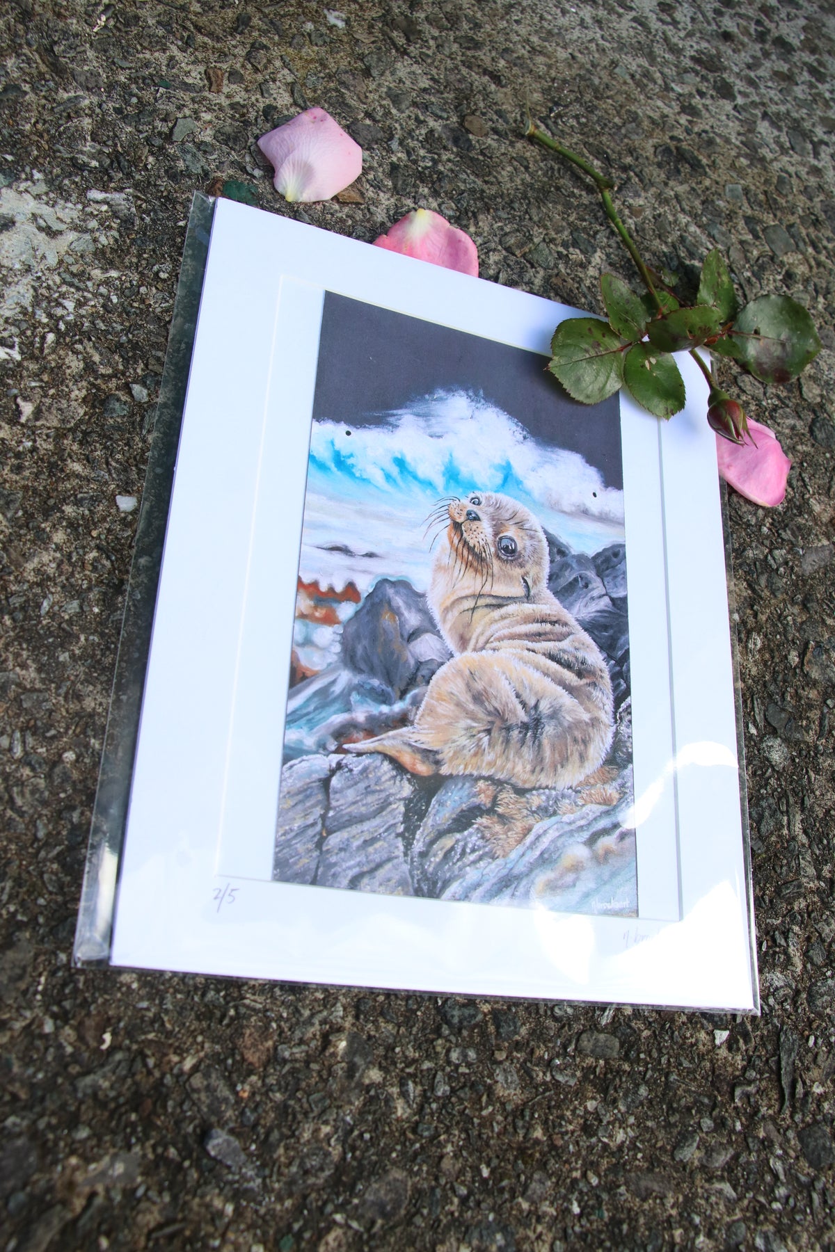 Sea Lion Pup - Small Mounted Print