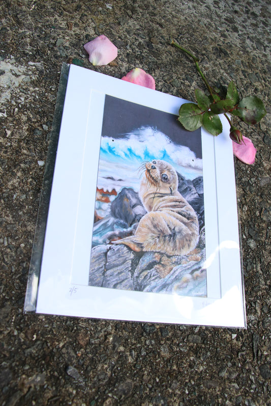 Sea Lion Pup - Small Mounted Print