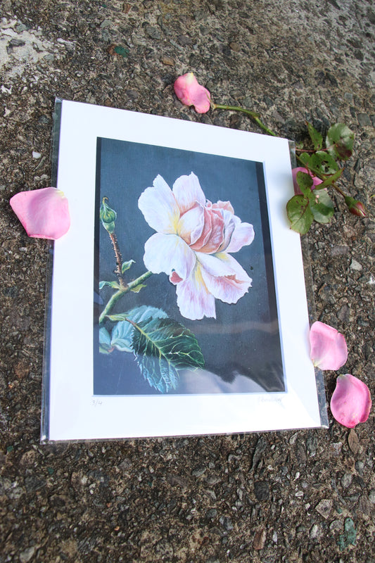 Rose - Small Mounted Print