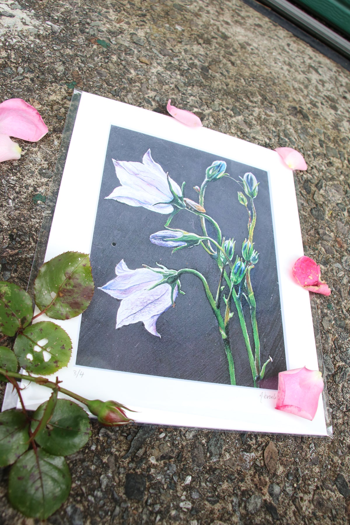 Bellflower - Small Mounted Print