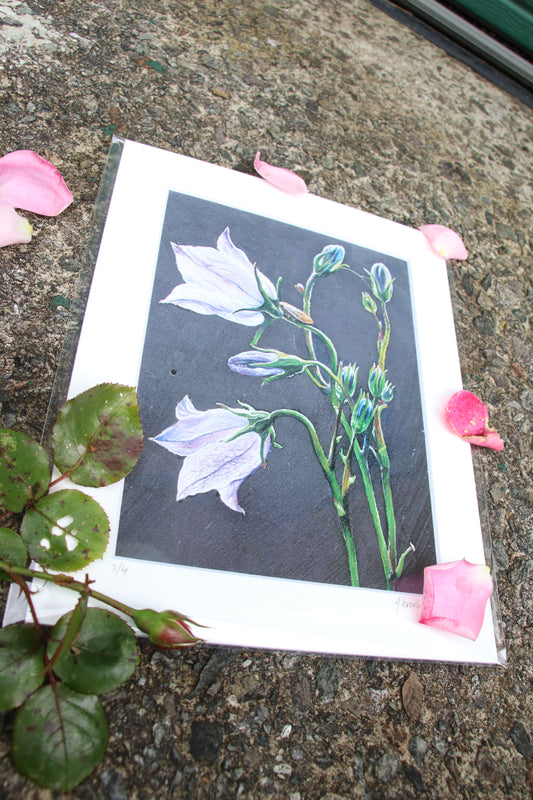 Bellflower - Small Mounted Print