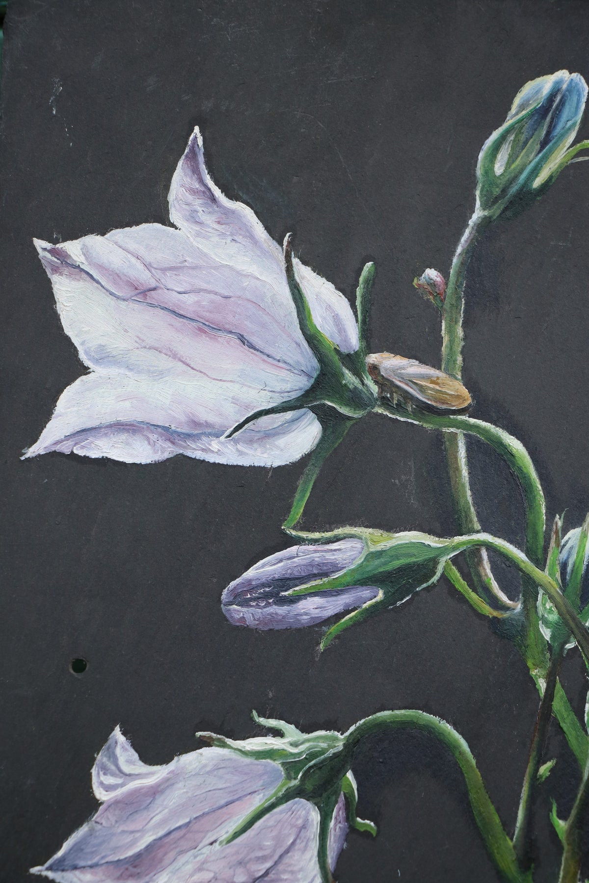 Bellflower - Original piece