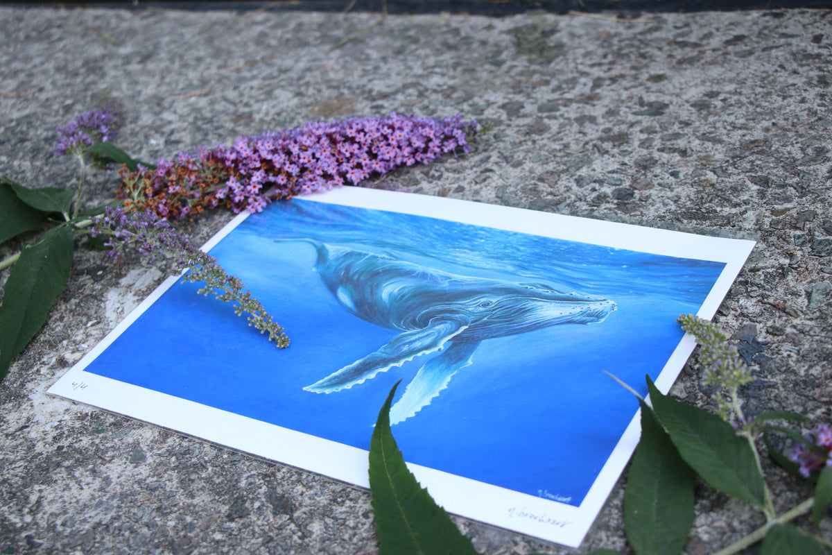 Humpback Whale - Quality Print (unmounted)