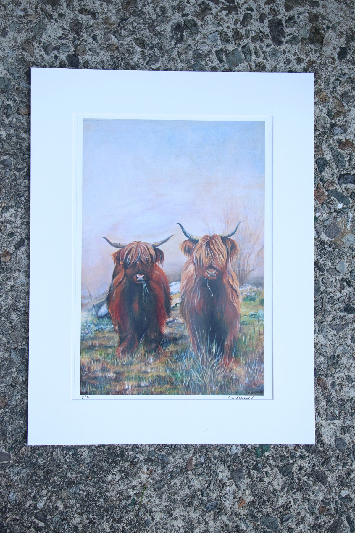 Highland Cows - Large Mounted Print