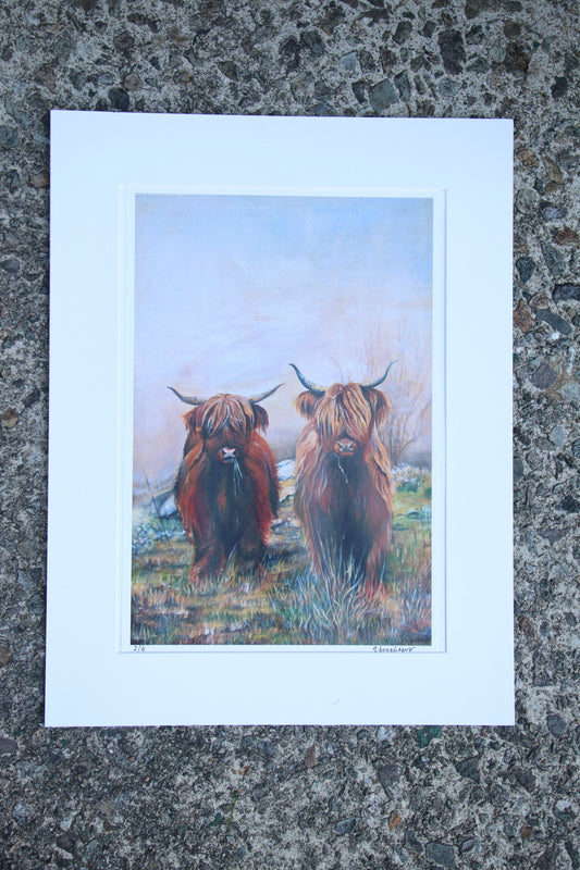 Highland Cows - Large Mounted Print