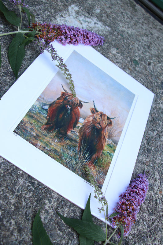 Highland Cows - Large Mounted Print