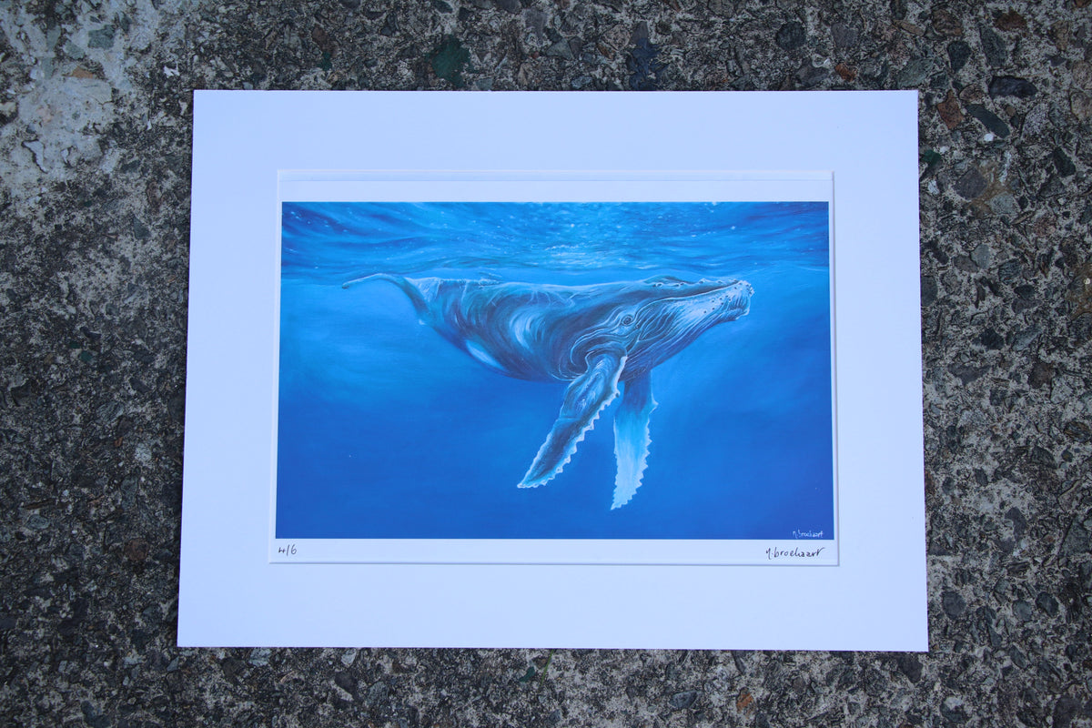 Humpback Whale - Large Mounted Print