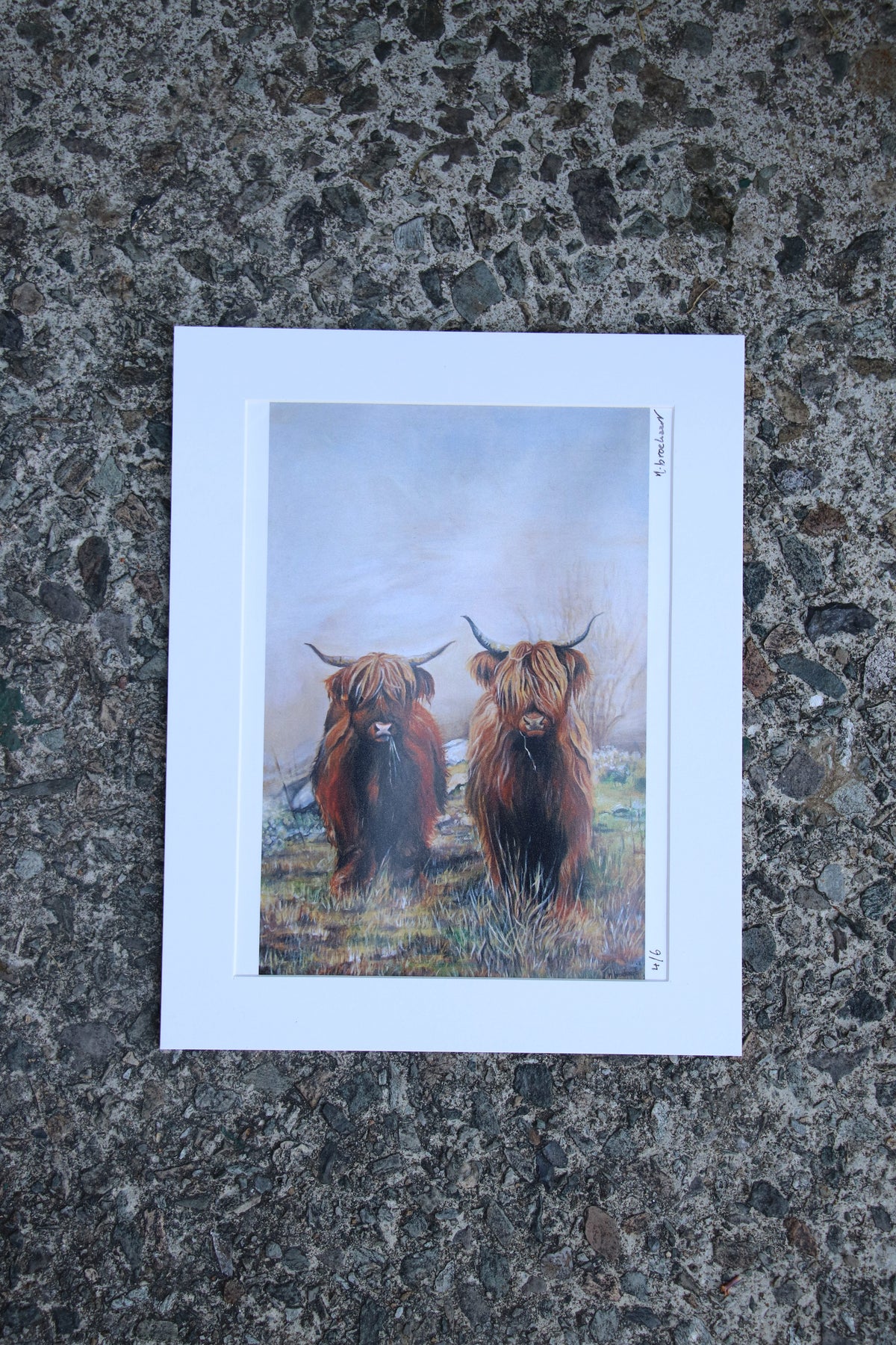 Highland Cows - Small Print in Frame