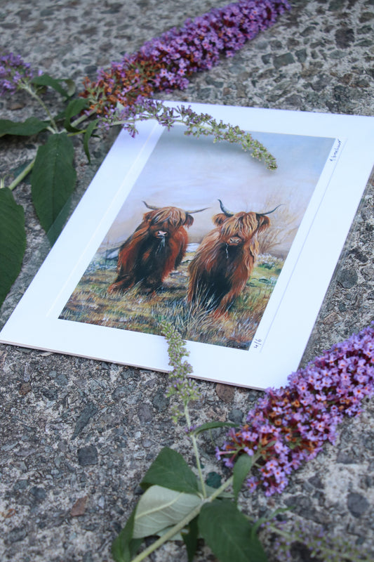 Highland Cows - Small Mounted Print