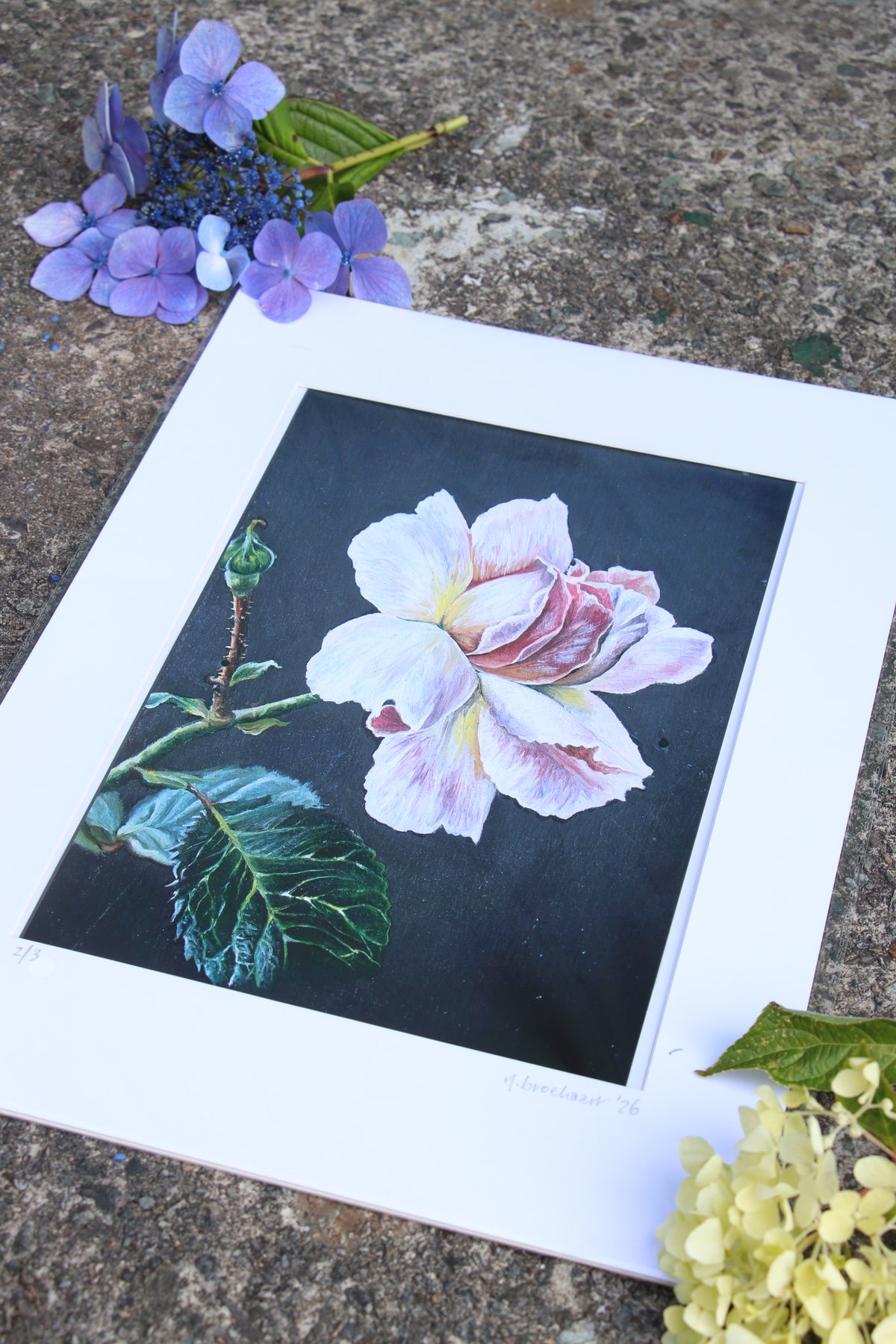 Rose - Large Mounted Print