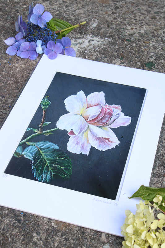 Rose - Large Mounted Print