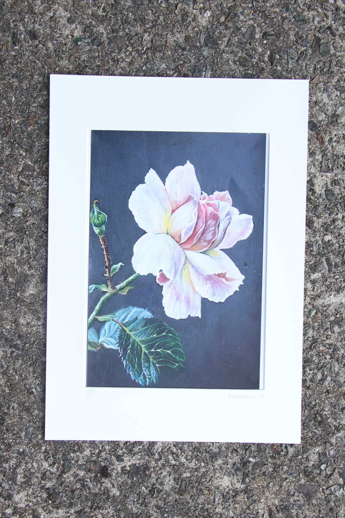Rose - Large Mounted Print