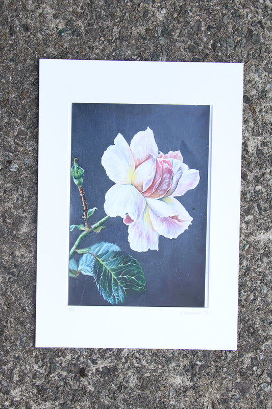 Rose - Large Mounted Print