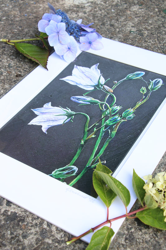 Bellflower - Large Mounted Print