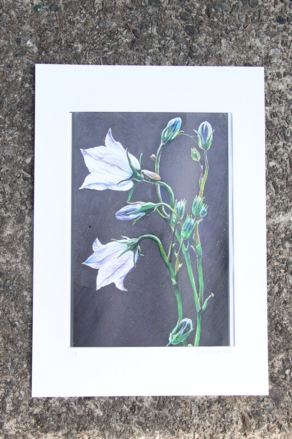 Bellflower - Large Mounted Print