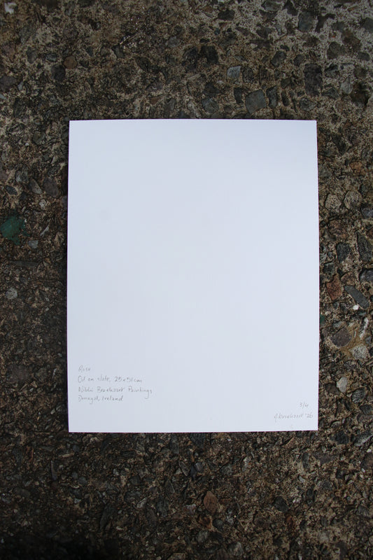 Rose - Small Mounted Print
