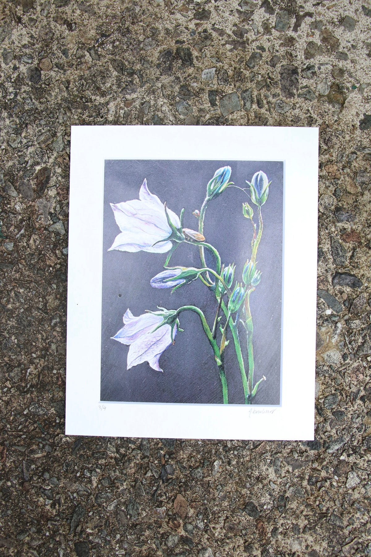 Bellflower - Small Mounted Print
