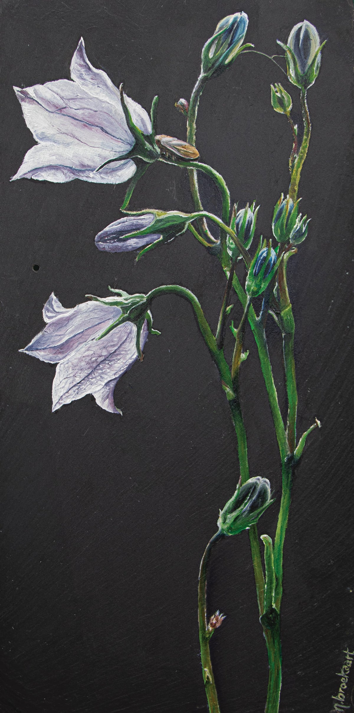 Bellflower - Original piece